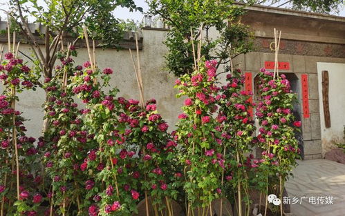 新鄉縣七里營這個村閑置房屋改成了精品民宿