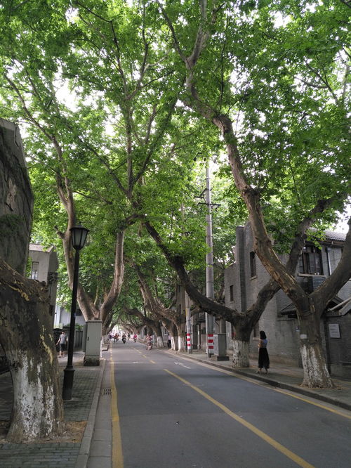 流連在風景如畫的江南水鄉里,沉醉于甜如浸蜜的吳儂軟語中 南京 常熟 蘇州七日閑游