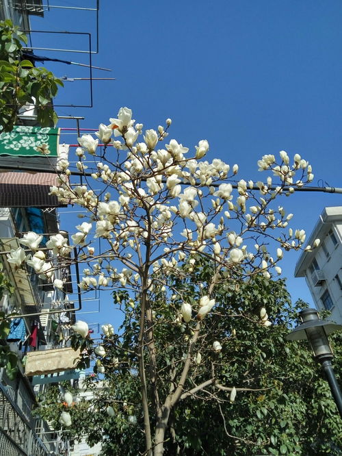 浦東新區上鋼三村郵編 浦東新區上鋼七村社保局在哪里