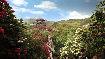 百里杜鵑鵬程管理區橋頭社區第二屆白族文化節將于4月7日舉行......