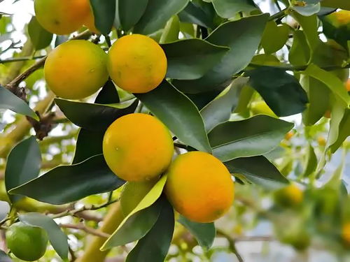 桂林七里新村——品味廣西特產(chǎn)的山水風(fēng)情